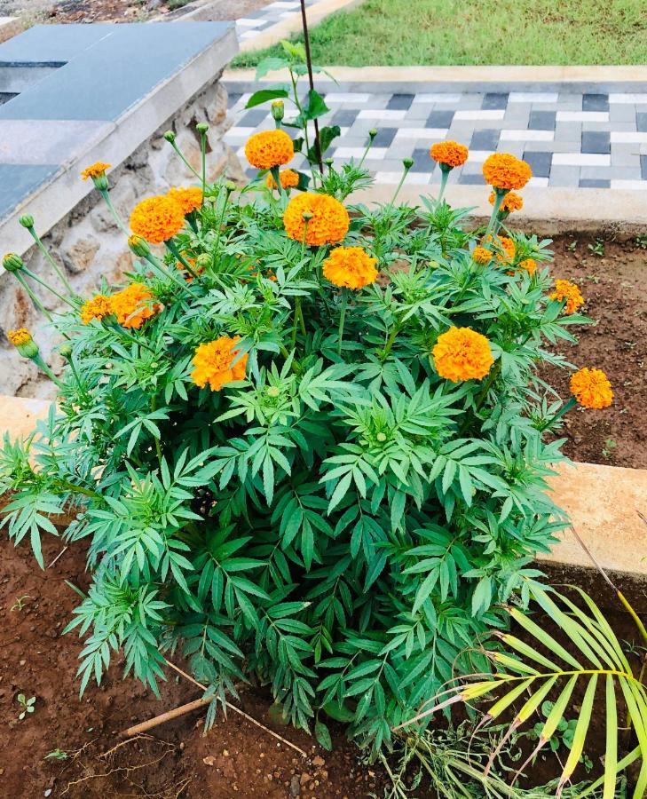 Royal Meadows - Igatpuri Bungalow C Εξωτερικό φωτογραφία